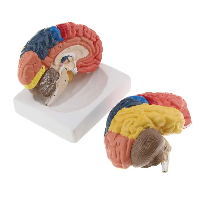 Medical Lab And Science - نموذج طبي تشريح مجسم لشكل مخ