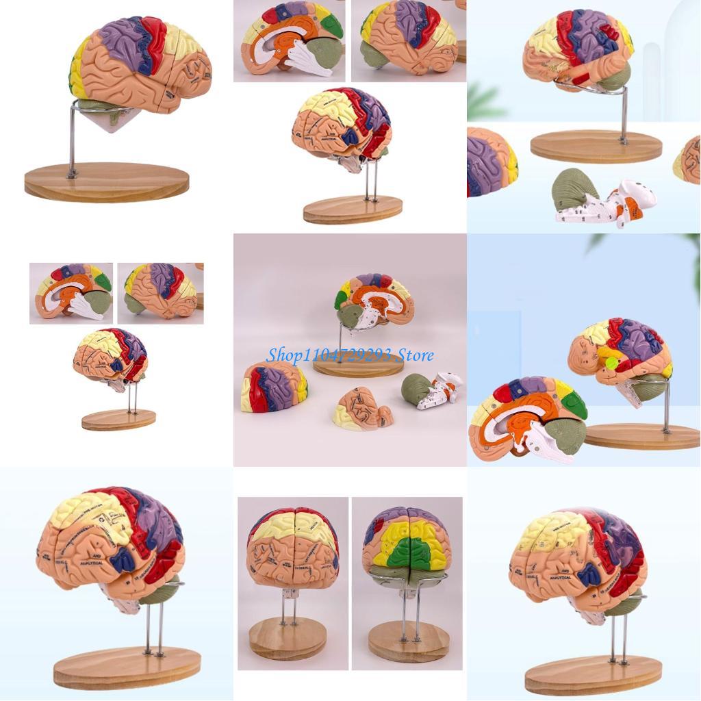 Y2GD نموذج تشريح الدماغ دعامة  - مراجعة Medical Lab And Science وسعره