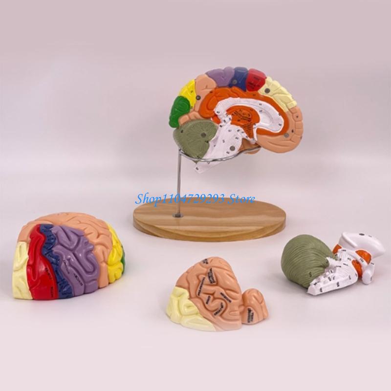 Y2GD نموذج تشريح الدماغ دعامة  - مراجعة Medical Lab And Science وسعره