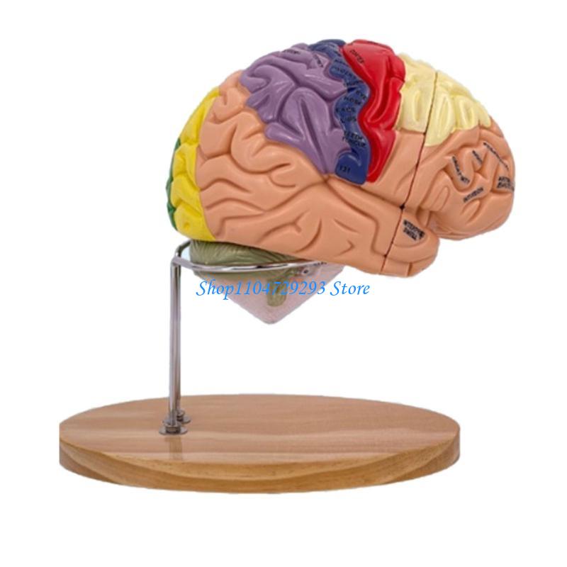 Y2GD نموذج تشريح الدماغ دعامة  - مراجعة Medical Lab And Science وسعره